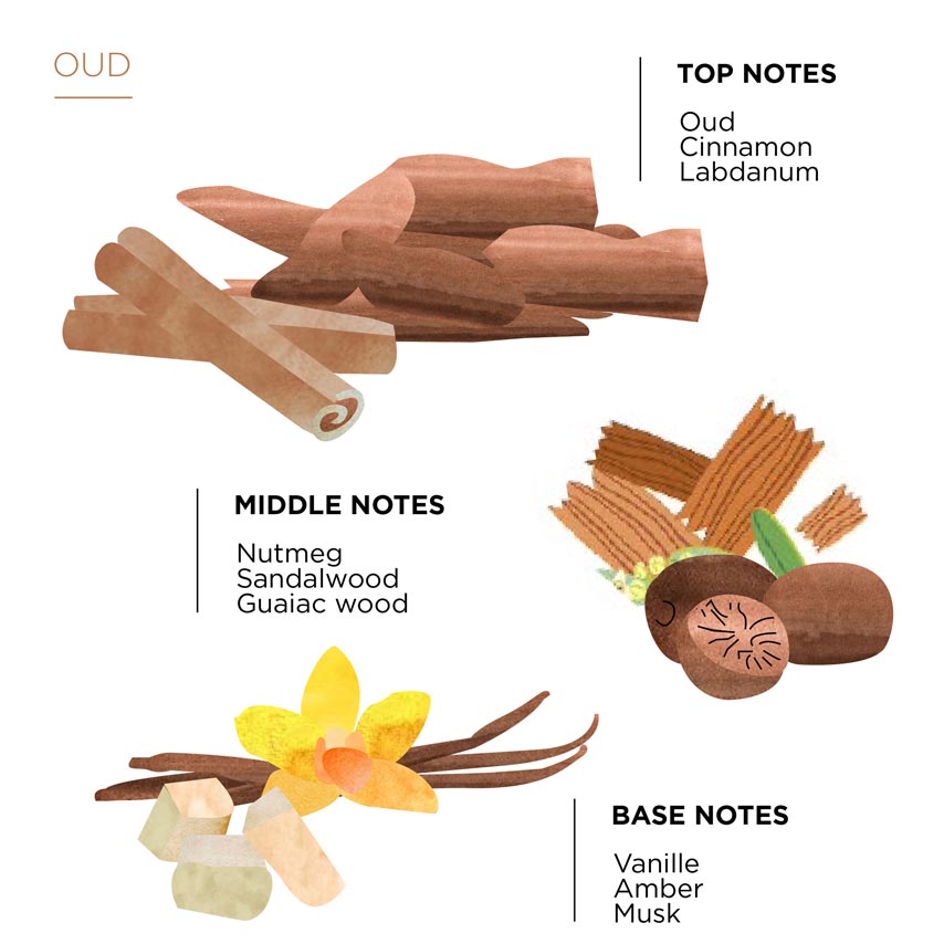 Illustration of cinnamon sticks, nutmeg, sandalwood, and vanilla with notes on top, middle, and base notes.